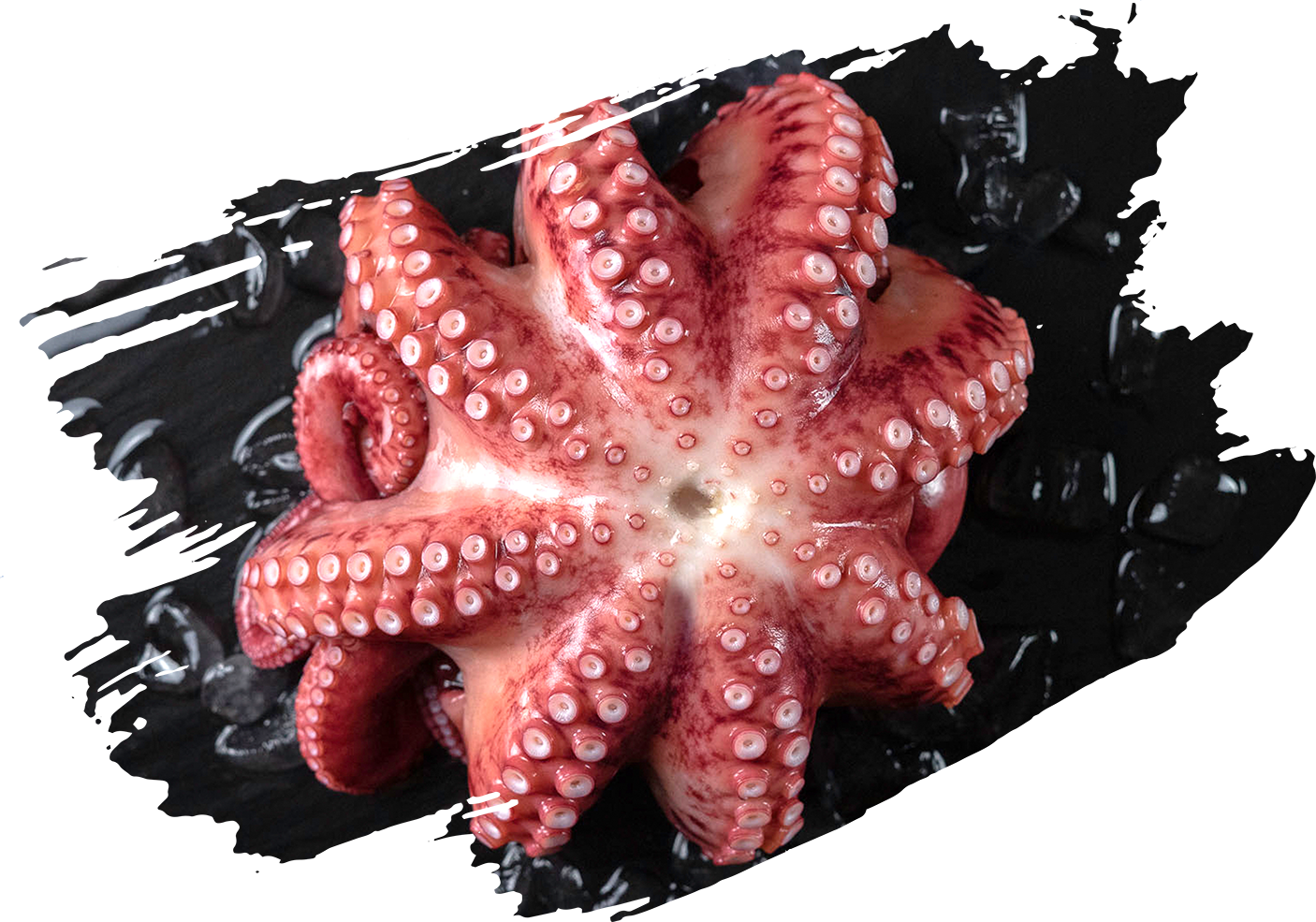 Cooked Flower Octopus